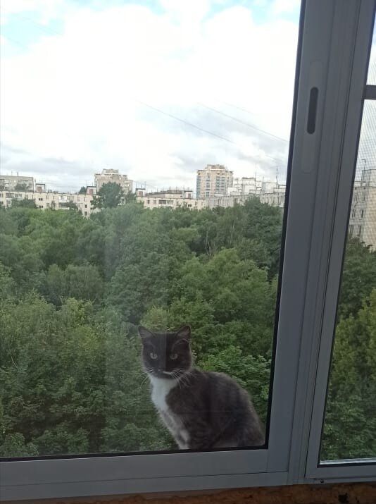 Соседский кот гуляет где хочет... Сестра прислала фото. 