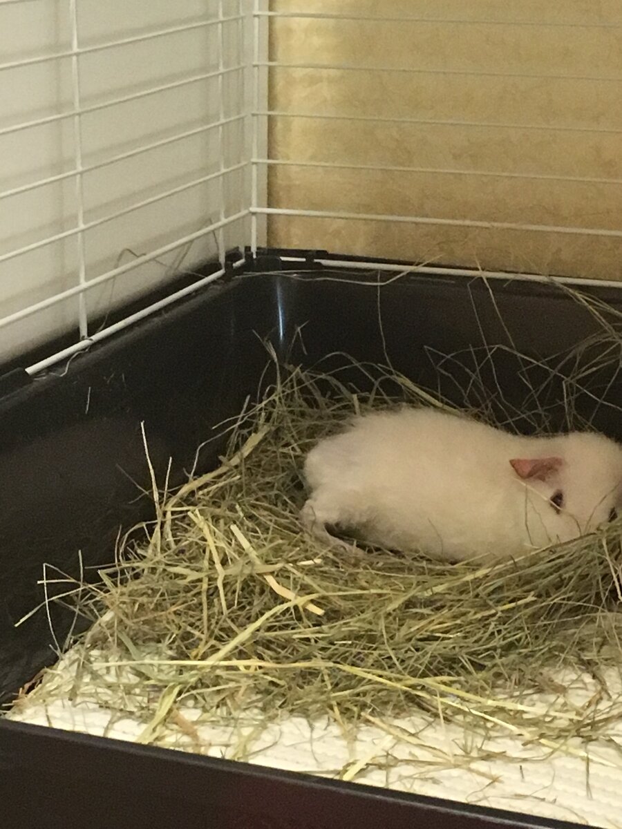 Снежок наслаждается свежим сеном