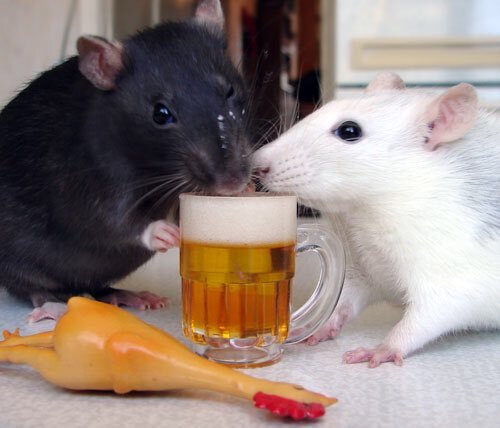 Из Янлекс картинок