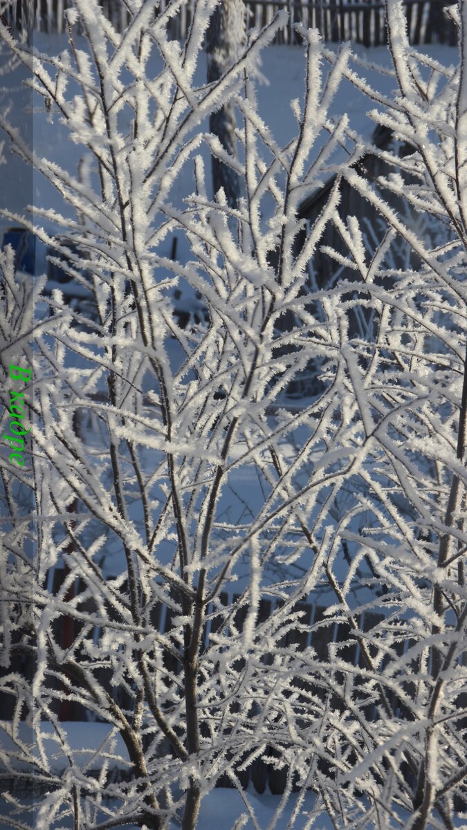 Вишня в инеи