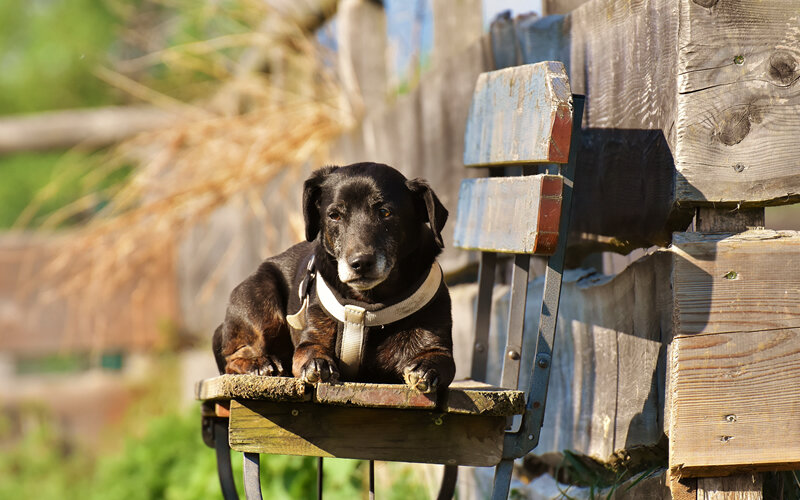 Беспородных собак многие считают свободными от наследственных заболеваний и чуть ли не бессмертными. Фото Alexas_Fotos/Pixabay 