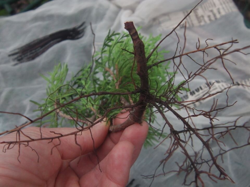 черенок с корнями в воде. жасмин кустарник отросток. кильчевание черенков туи. розмарин укоренение черенков. корни у веточки туи.