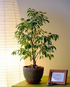 Фикус Бенджамина (Ficus Benjamina) — это мелколистный кустарник семейства Тутовые, популярное среди цветоводов, названо в честь не Президента Франклина, как можно бы подумать, а Джексона Бенджамина Дейдона, испанского ботаника. Это довольно неприхотливый представитель южноазиатской флоры, для которого критичны первые три месяца жизни на новом месте. Если он приживётся за этот период, значит, хлопот с ним будет немного.