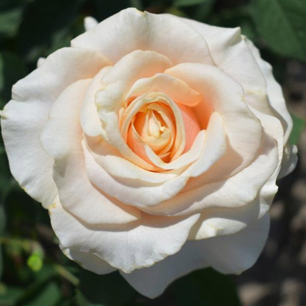 Роза Стелла Магна: особенности и характеристика сорта, правила посадки, выращивания и ухода, отзывы