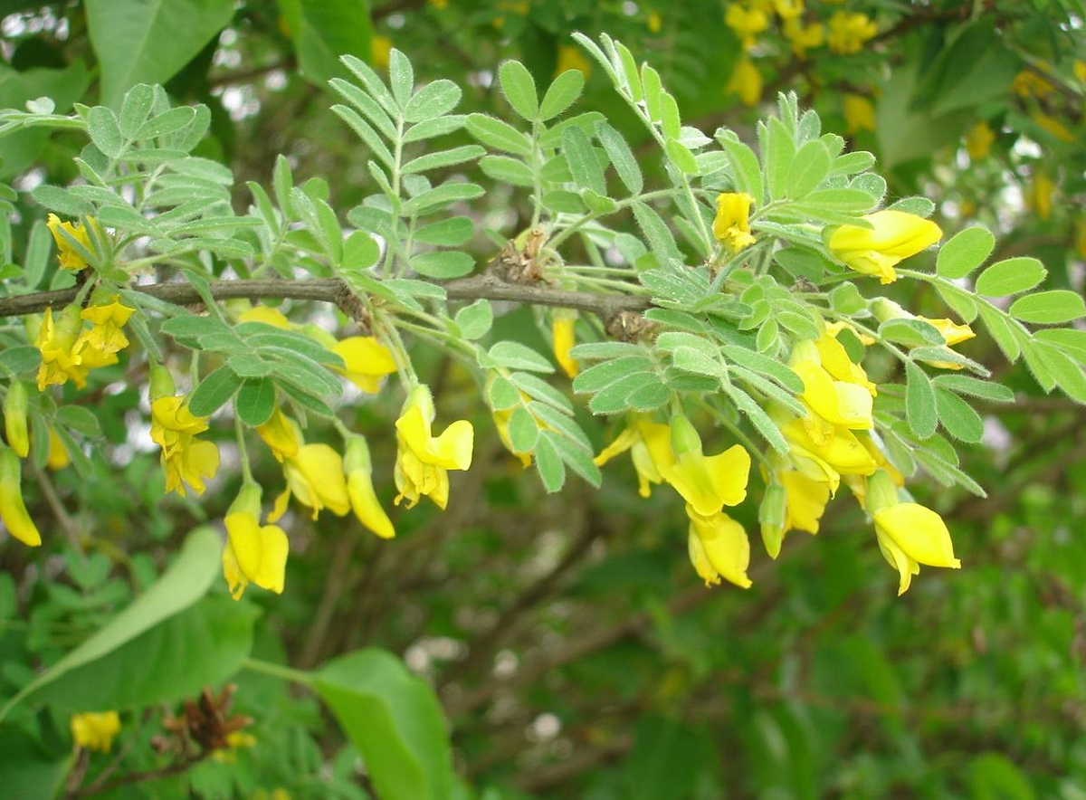 Жёлтая акация