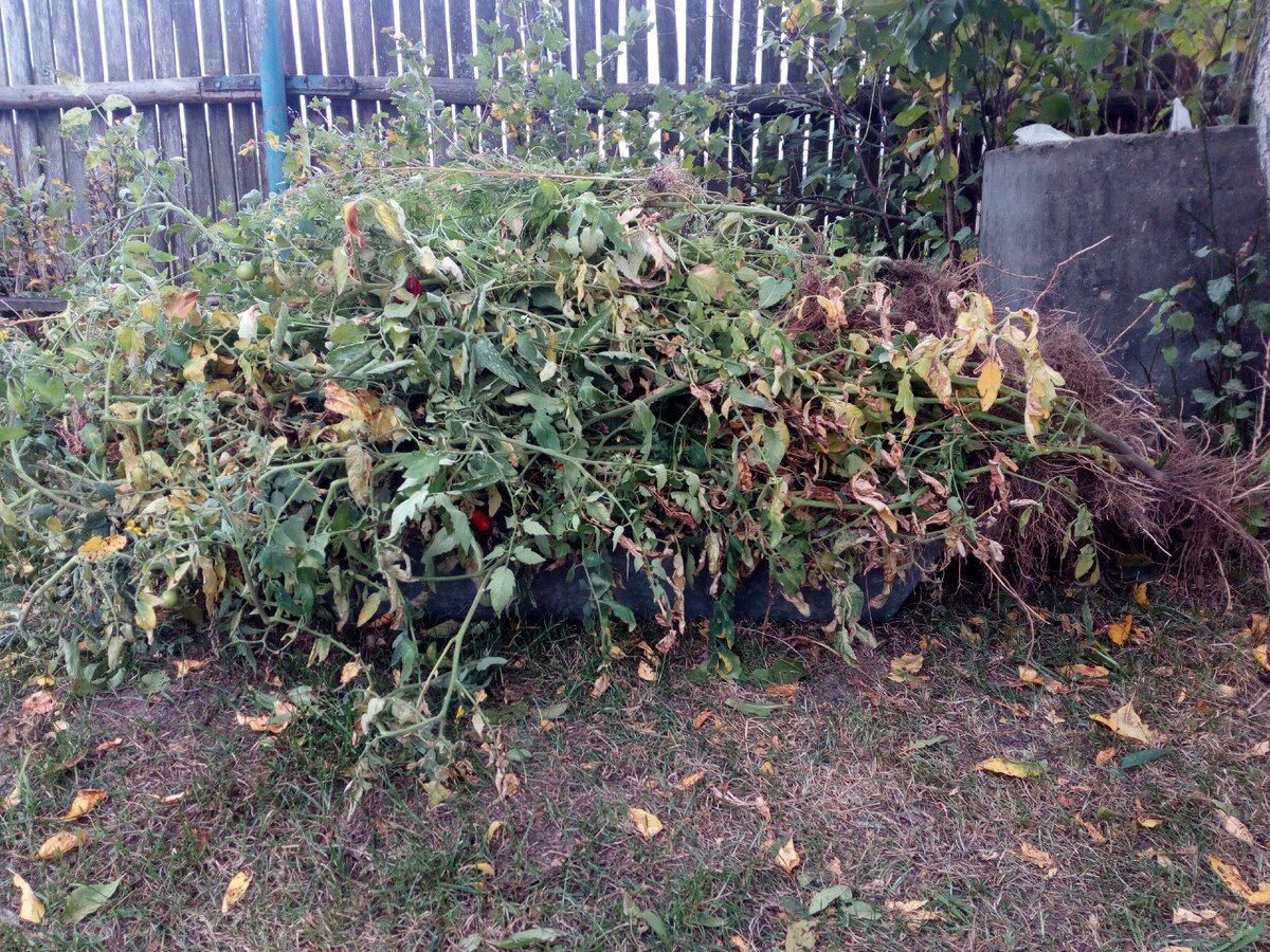 Собранная ботва помидор