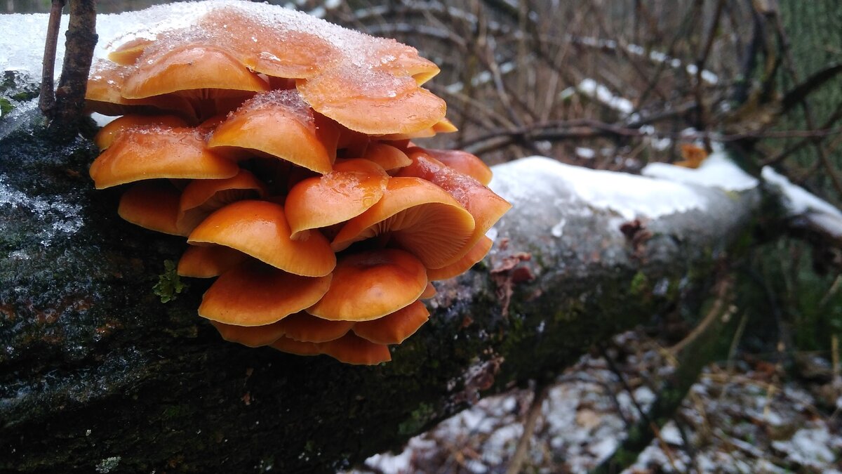 Фламулина бархатистоножковая (фото автора)