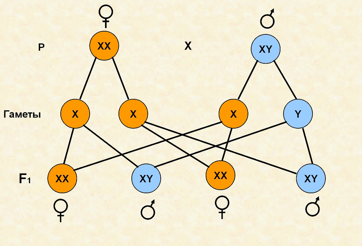 Участвуют гаметы. Наследование сцепленное с полом схема. Генетика пола и наследование сцепленное с полом схема. Схема расщепления по признаку пола у человека. Генетика пола у человека схема.