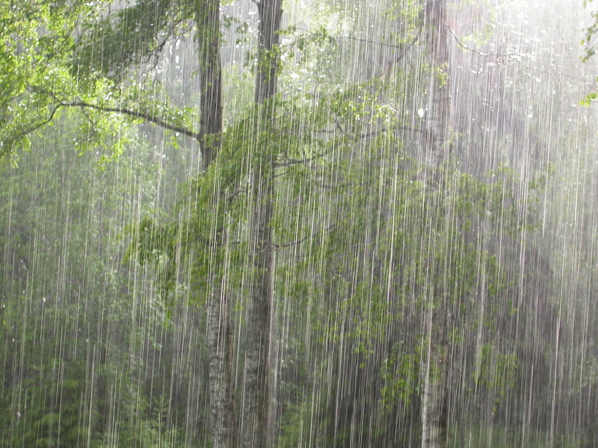 Raining meaning. Сильный дождь. Дождь ливень. Ливневые дожди. Сильный дождь в лесу.