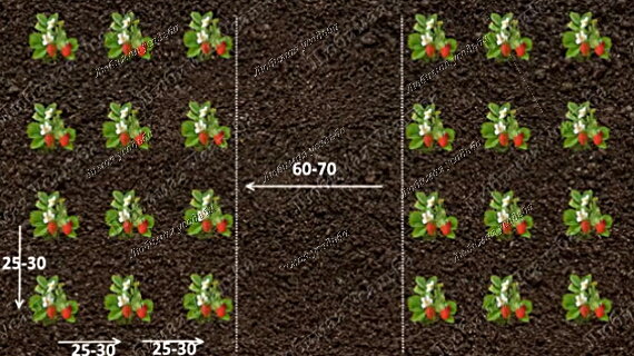 Схема посадки клубники на грядке шириной 90 см