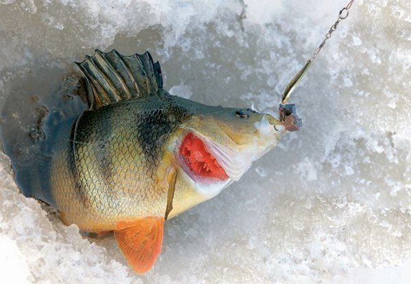 Рыбалка на зонтик зимой: советы и рекомендации для успешного лова