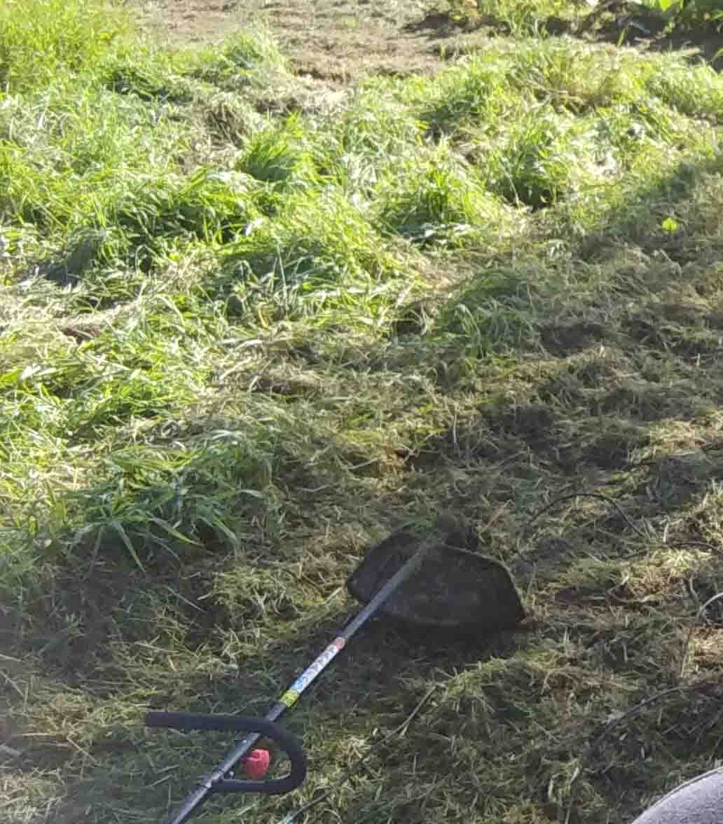 Так густо у меня растут сидераты. 