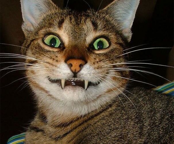 фото из интернета