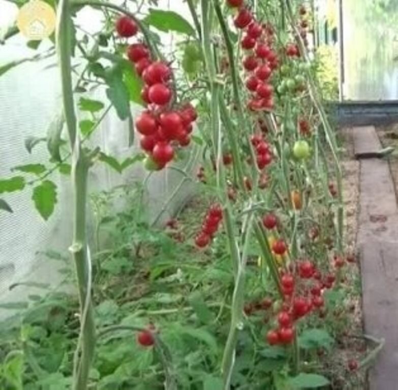 помидоры выращиваю в один ствол