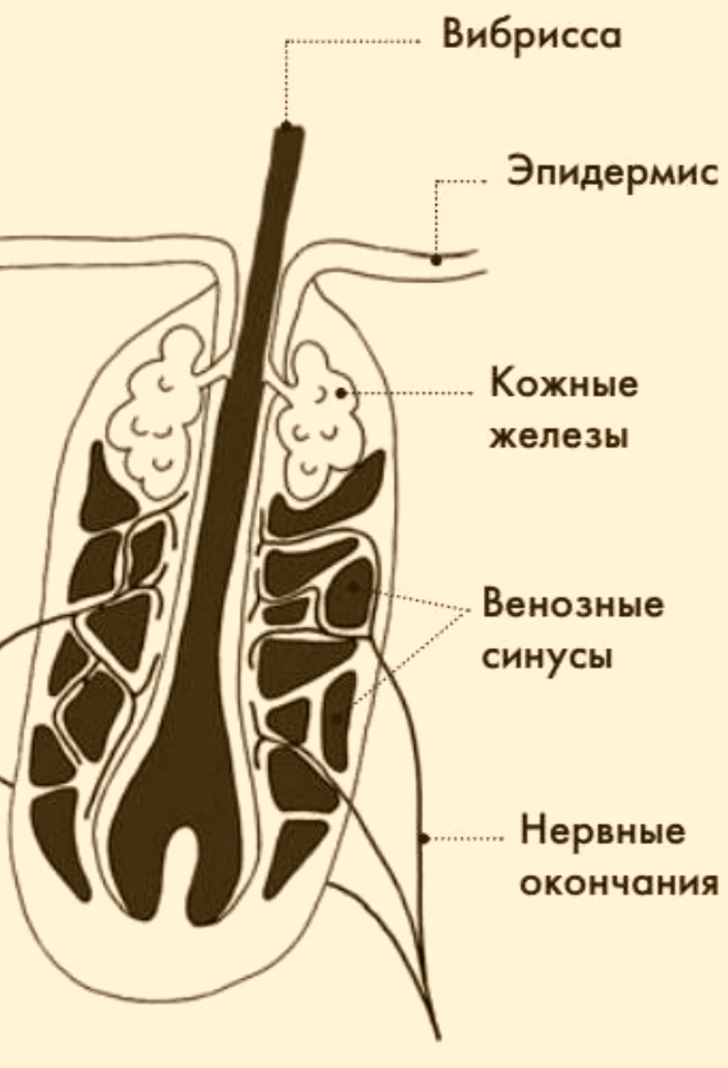 Строение вибрисса