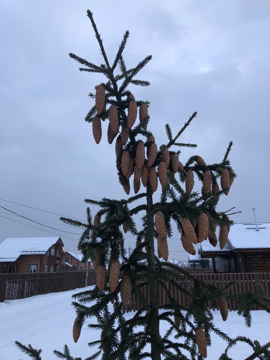 с приходом Антонины ушла зима наполовину