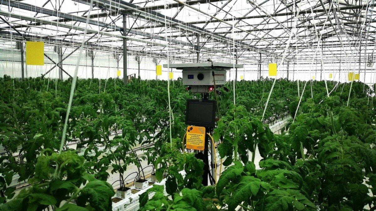 Фото: Официальный сайт Мичуринского ГАУ Испытания роботизированной платформы для экологически безопасной защиты тепличных растений