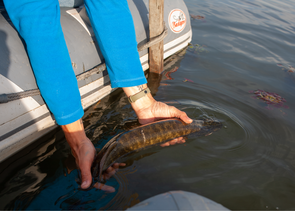 уходит обратно жить! 