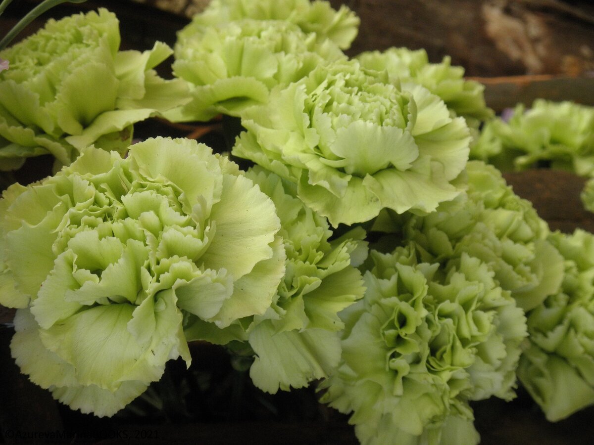 "Зелёные" гвоздики, это или проблема или возможность прославиться. Фото автора