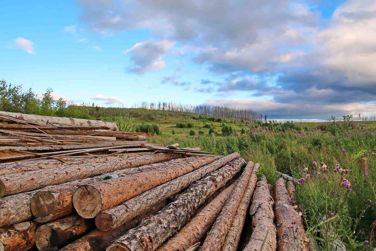 В этих краях всегда добывали лес.