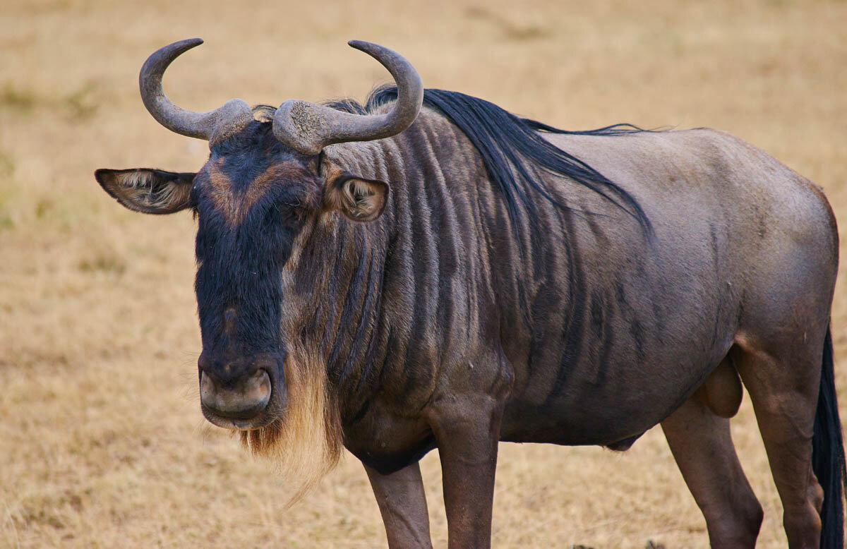 Wildebeest