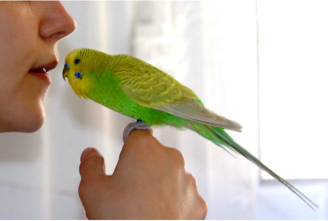 Некоторые птицы заучивают до 100 и более фраз, вообще они очень смышленые и преданные пернатые которые кроме речи отлично обучаются настоящим цирковым трюкам. Но для того, чтобы попугайчик заговорил заводчику необходимо приложить усилия. Наши рекомендации помогут приобрести, и быстро разговорить волнистого попугайчика.