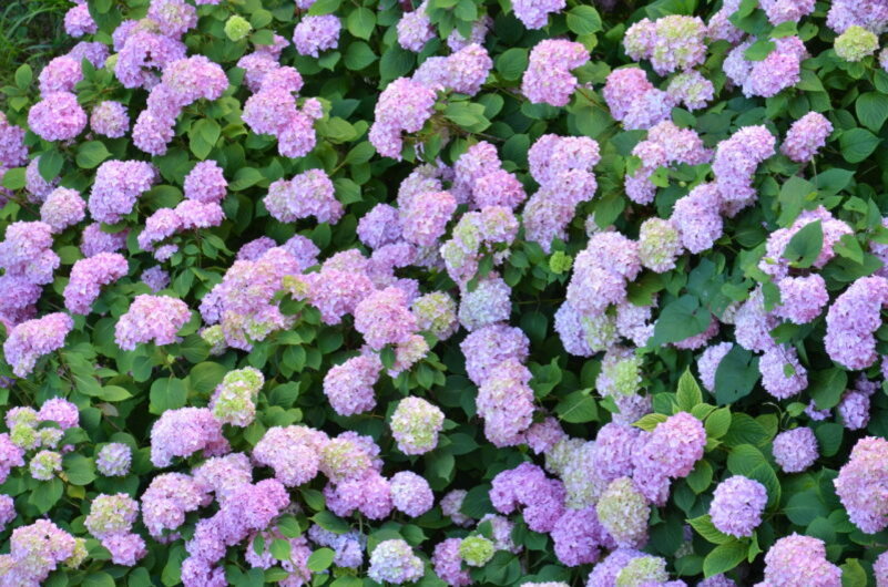 Гортензия. Иллюстрация для статьи используется по стандартной лицензии ©dachnyedela.ru