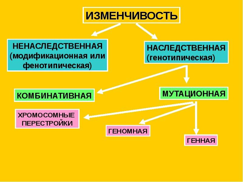 Два вида наследования примеры Изменчивость Биология с Никой Дзен