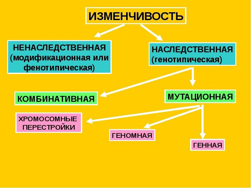 Биологическим бывает. Схема основные формы изменчивости. Ненаследственная изменчивость схема. Ненаследственная изменчивость классификация. Типы ненаследственной изменчивости.