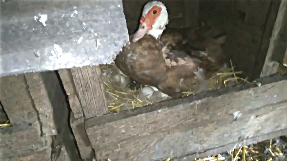 первая утка