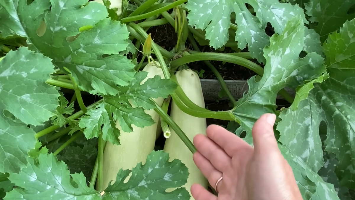 Кабачок Хьюго