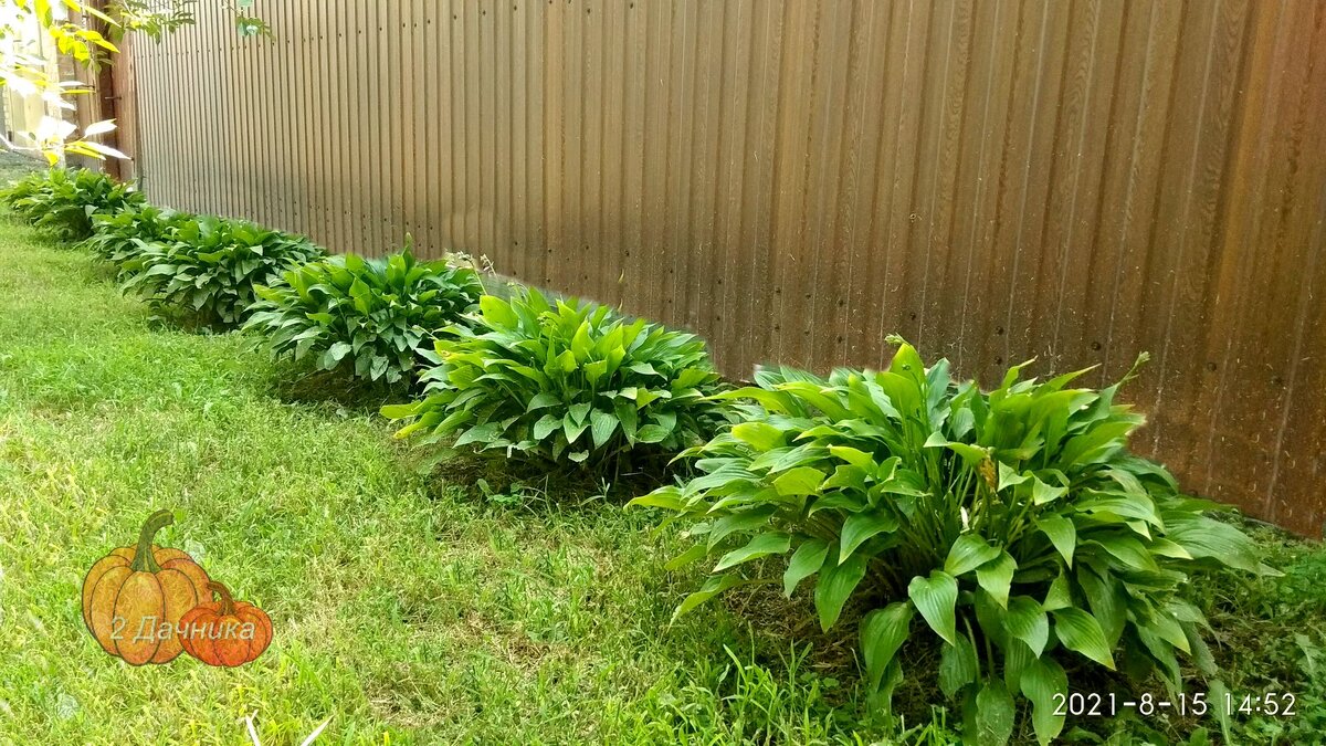 Хоста за двором.