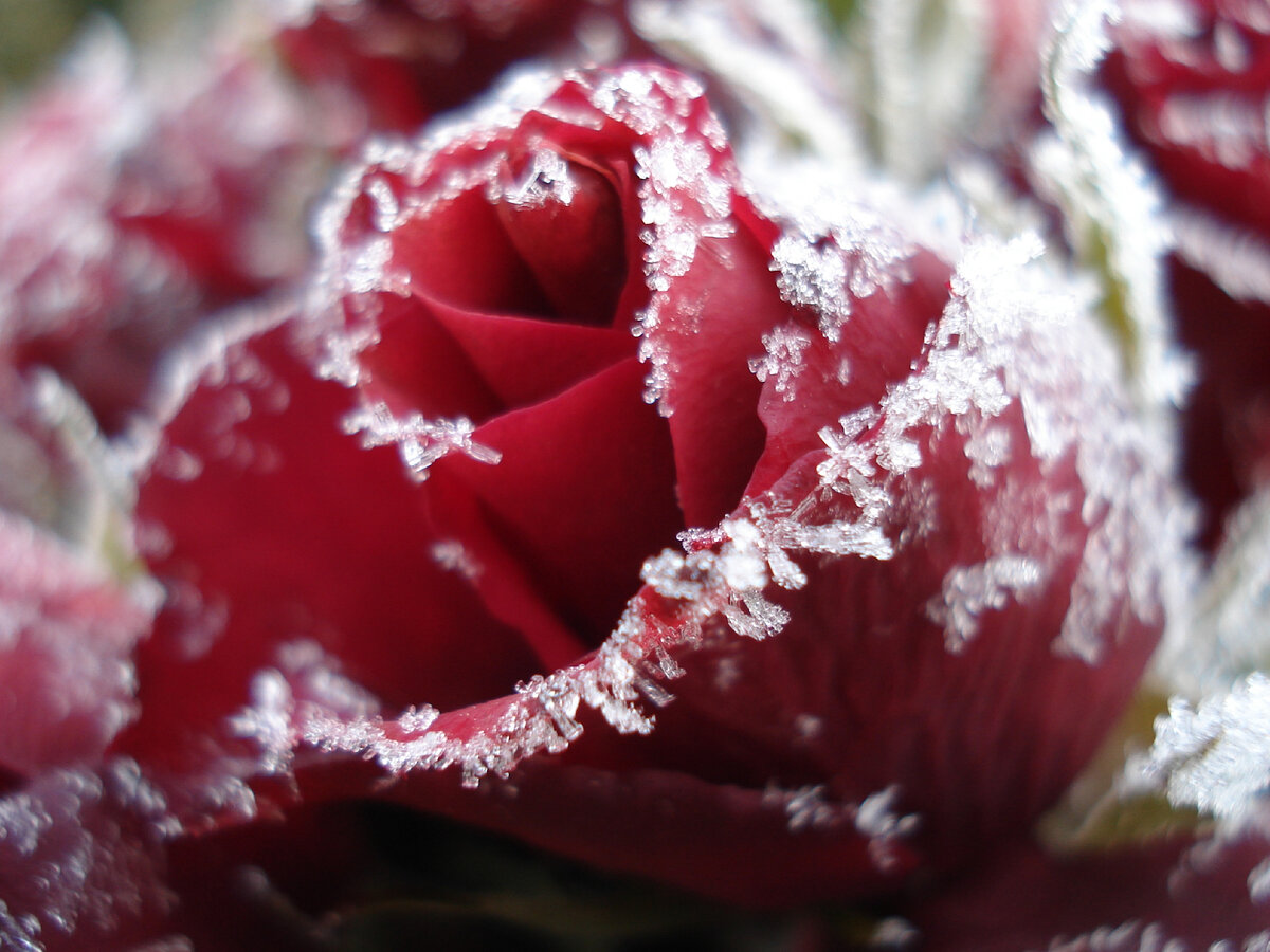 Источник картинки https://get.pxhere.com/photo/blossom-plant-photography-flower-petal-ice-rose-red-produce-frozen-pink-flora-close-up-roses-macro-photography-flowering-plant-garden-roses-rose-family-land-plant-1260866.jpg