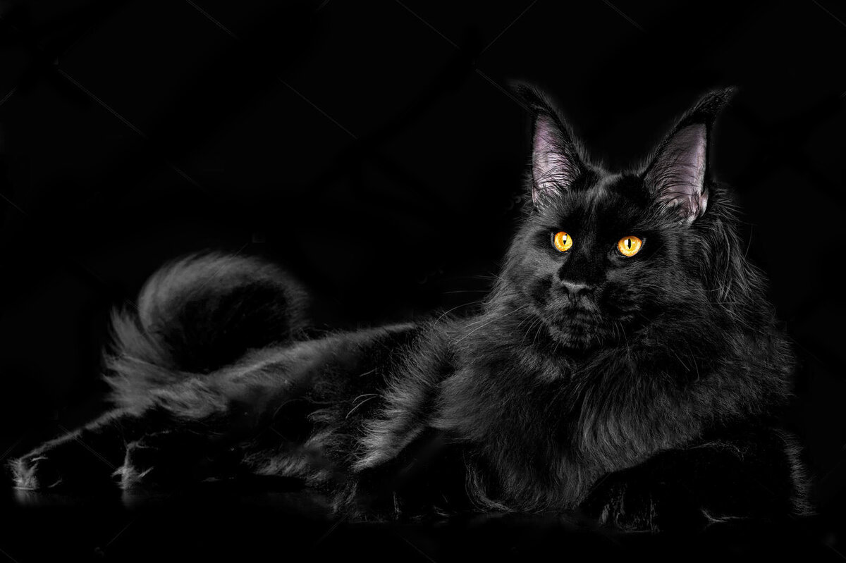 Котята Мейн куна окрас чёрный Солид