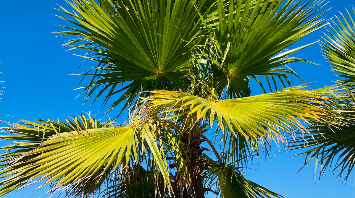 пальмы — не гарантия вечной жары (фото — Piano Piano)
