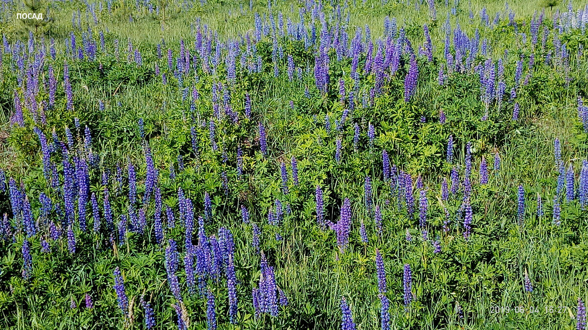 Люпин. Тоже не рекомендуется выращивать. Но красив, правда? забивает всю местную растительность.