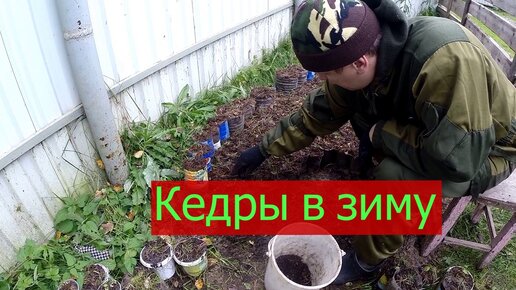 Грунт для кедров