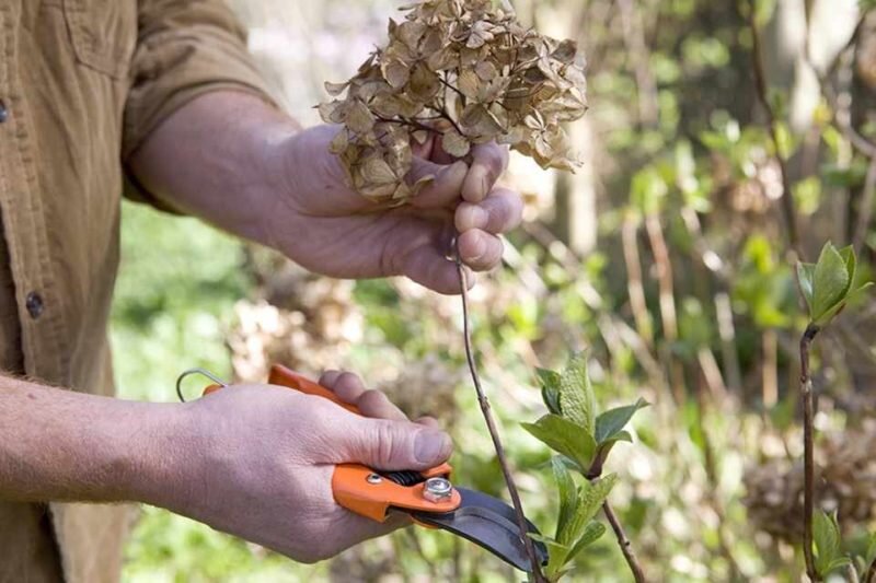 Подрезка гортензии. Иллюстрация для статьи используется с сайта botanichka.ru