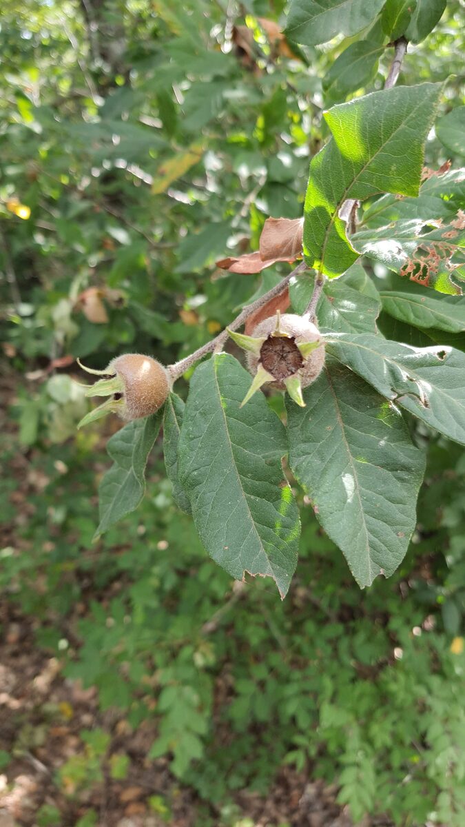 Мушмула германская, в простонародье "шишки"