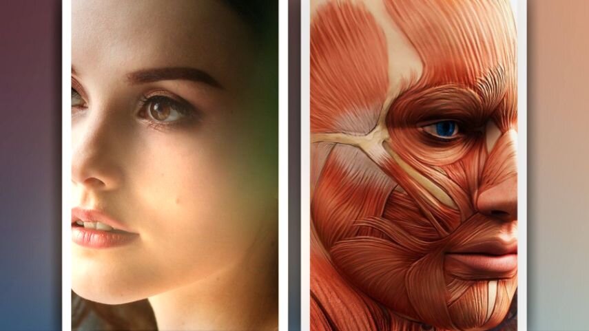 Взгляните, какое в области скул мышц переплетенье // коллаж автора, изображения pixabay.com, shkolamm.ru