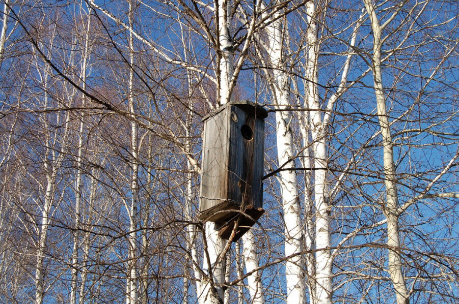 гоголятник