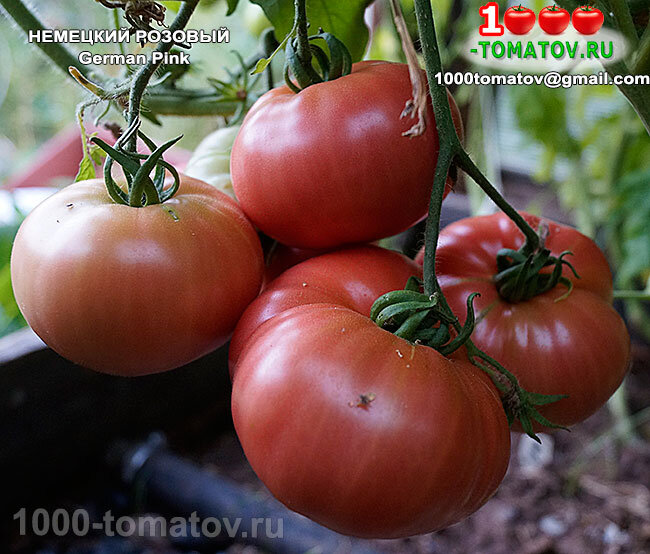 Томат Немецкий розовый  German Pink  фото 1