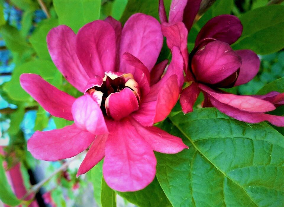  Цветы каликанта похожи на магнолии. Фото с сайта: http://euroflora.in.ua.