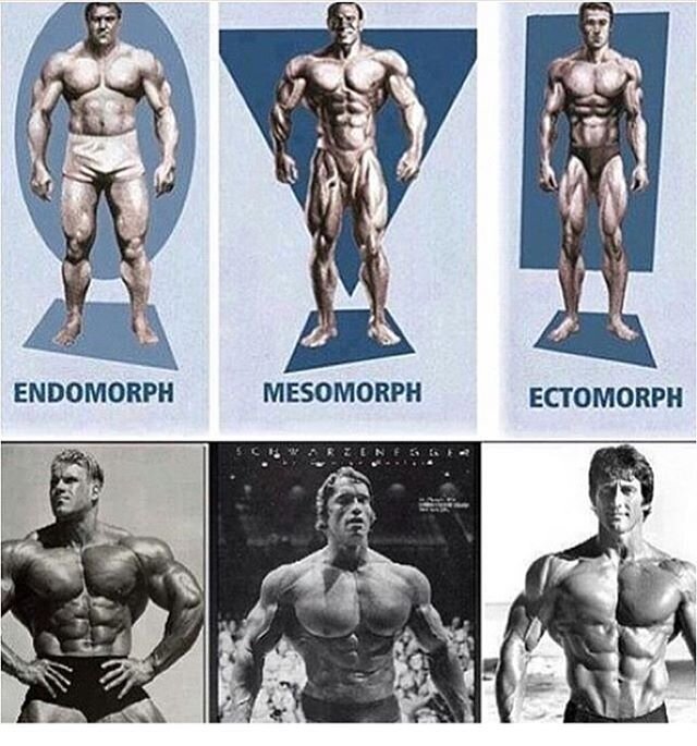 Наглядное сравнение типов телосложения
