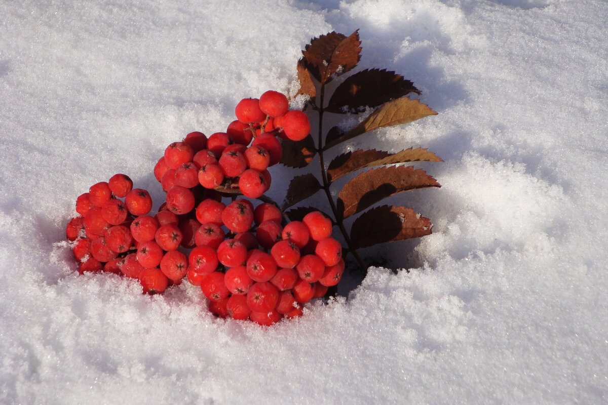 Фотографии из открытого источника.