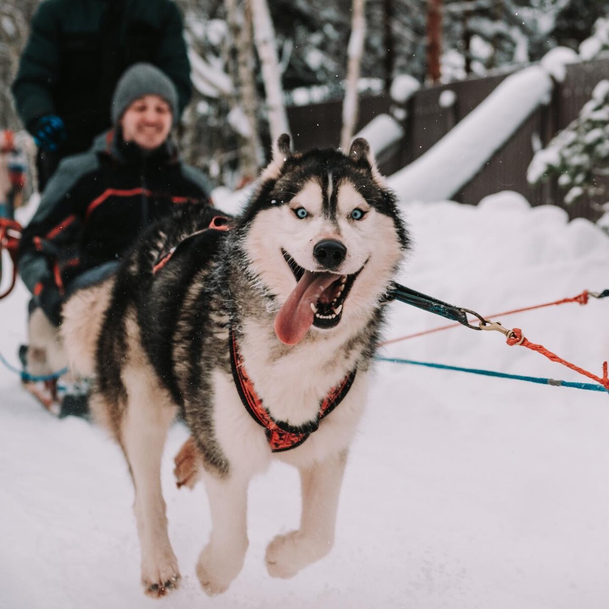 Валера. Наш подопечный, ищет свой дом!