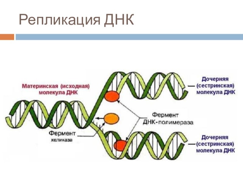 Фермент хеликаза. Схема репликации молекулы ДНК. Схема процесса репликации. Основные процессы репликации ДНК. Репликация биология схема.