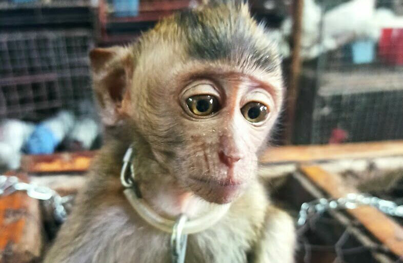 Фото из свободного доступа сети Интернет