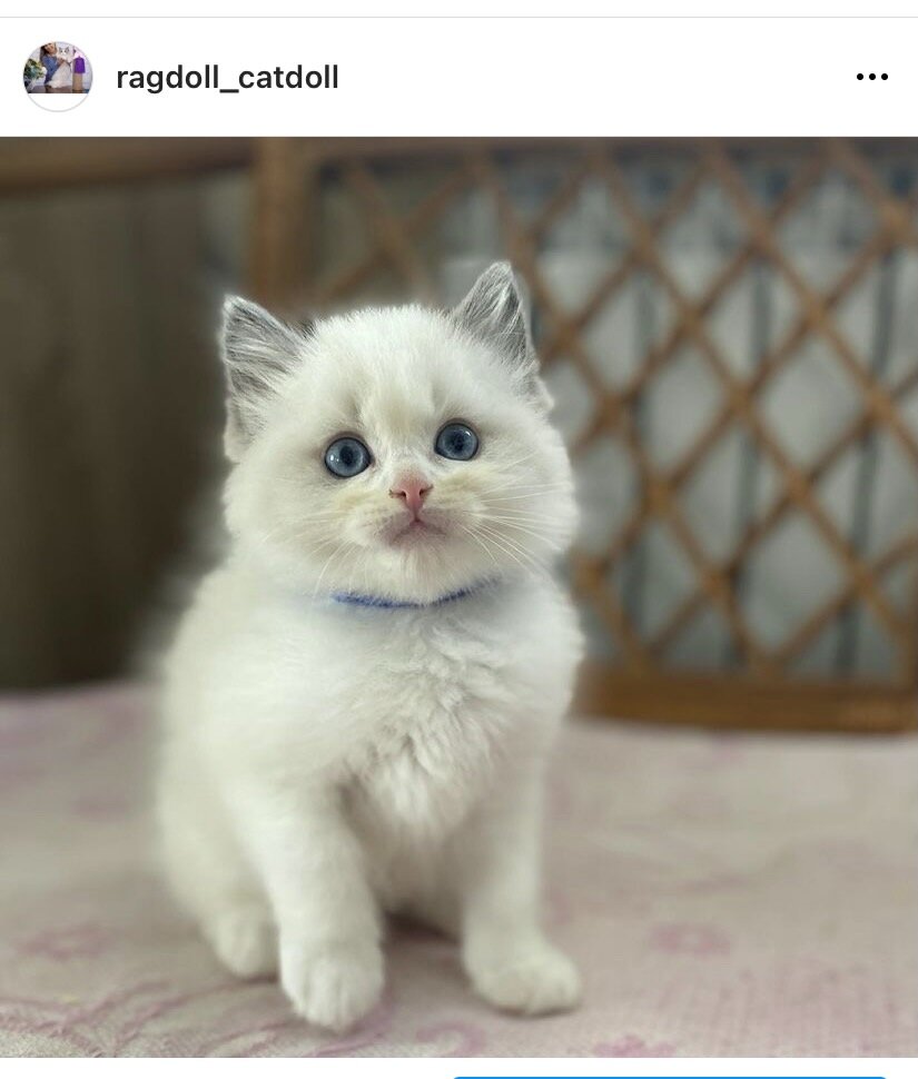 Питомник RAGDOLLCATDOLL, мой сладкий котенок, моего питомника. 
