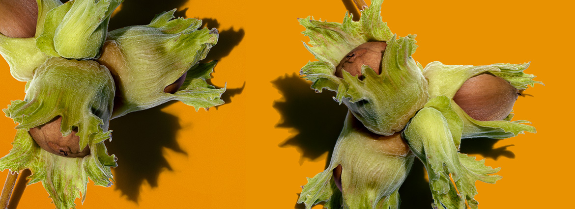 Рассказываем, почему Clarins использует именно масло лесного ореха в качестве ключевого компонента всех своих косметических масел для лица и тела. 